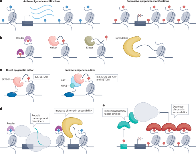 Fig. 1: Epigenetic editing concepts.
