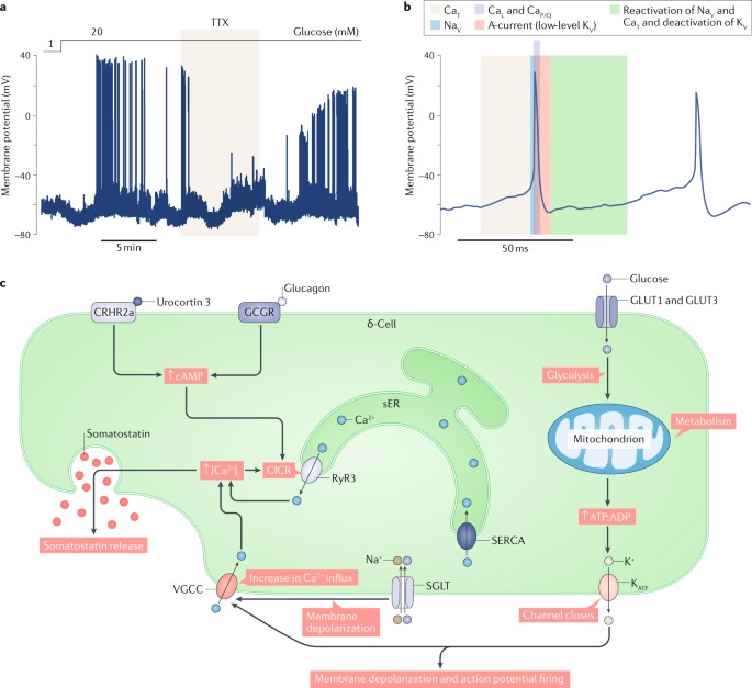 The somatostatin-secreting pancreatic δ-cell in health and disease