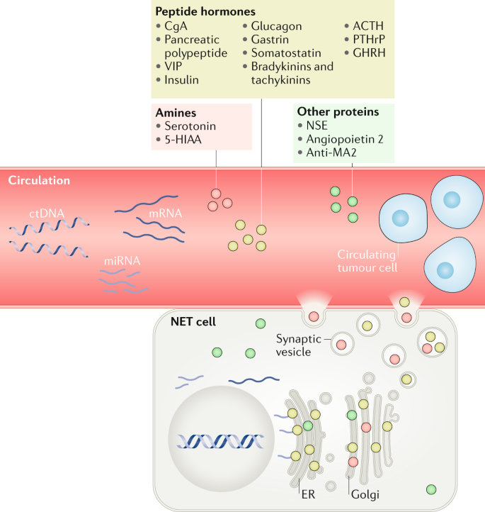 endocrine cancer review