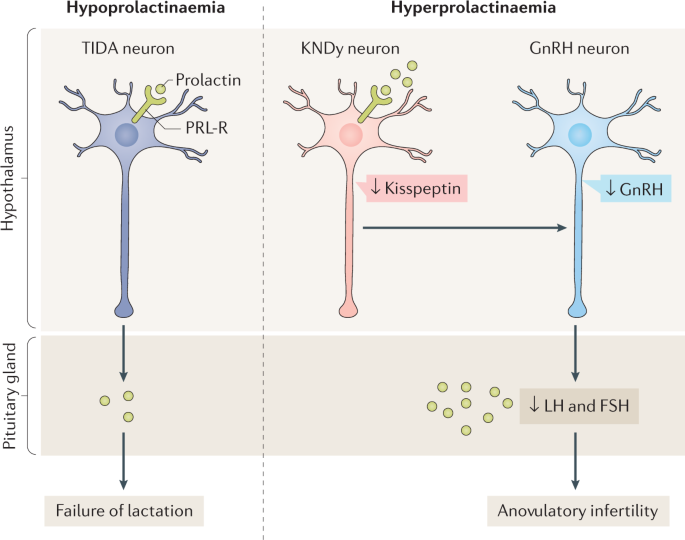 Prolactin — a pleiotropic factor in health and disease | Nature Reviews  Endocrinology