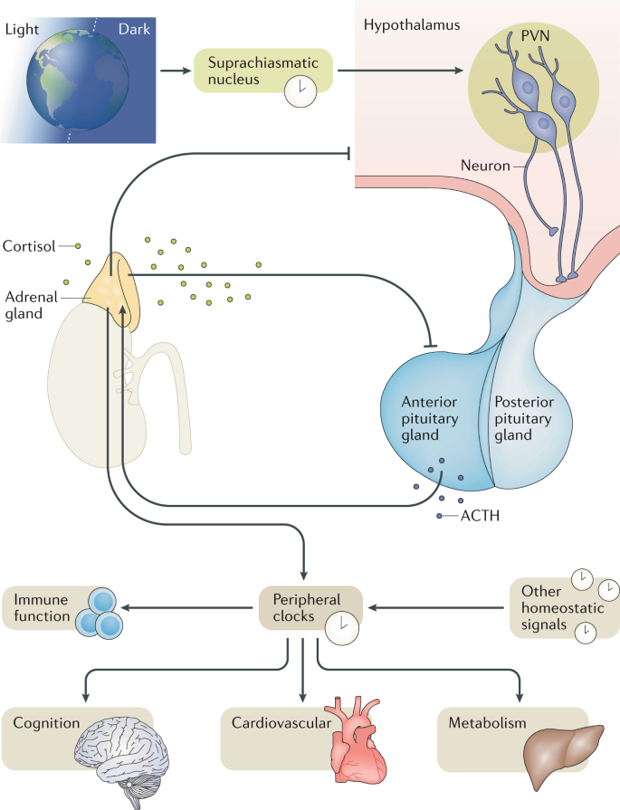 The human stress response | Nature Reviews Endocrinology