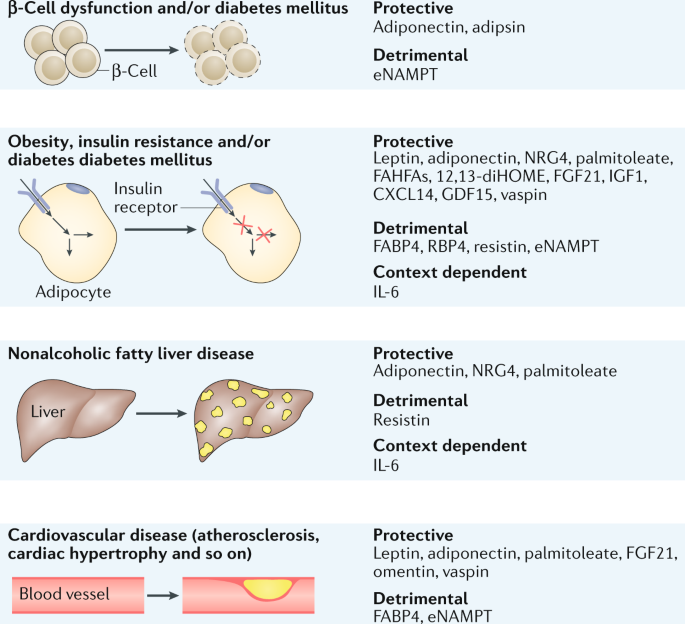 The endocrine function of adipose tissues in health and cardiometabolic  disease | Nature Reviews Endocrinology