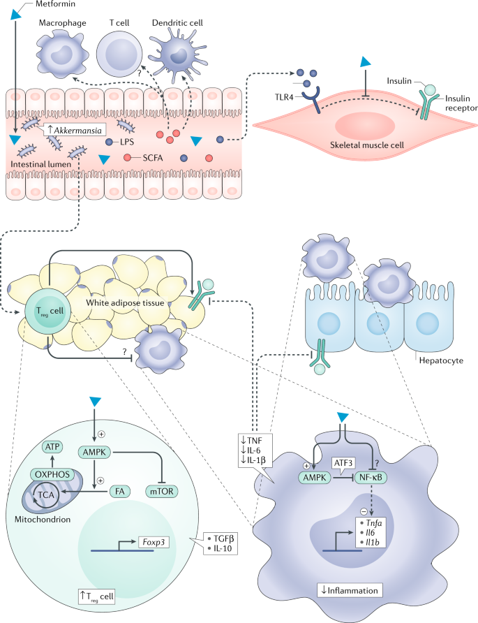 does acetyl l-carnitine alcar hcl help fat burning compared to Acetyl L-Carnitine HCl Powder