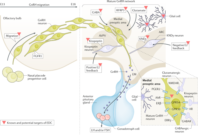 Cellular And Molecular Features Of Edc Exposure Consequences For The Gnrh Network Nature Reviews Endocrinology