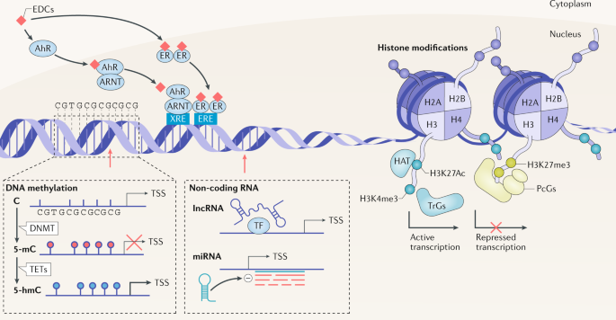 Cellular And Molecular Features Of Edc Exposure Consequences For The Gnrh Network Nature Reviews Endocrinology