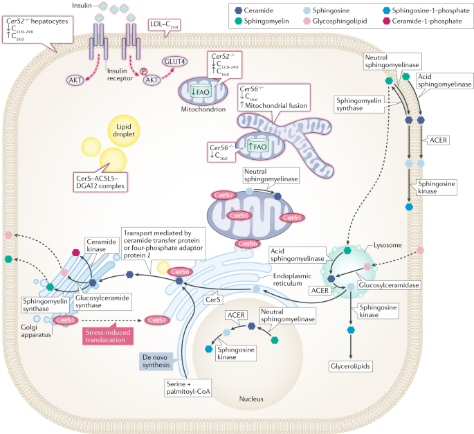 The role of ceramides in metabolic disorders: when size and localization  matters | Nature Reviews Endocrinology
