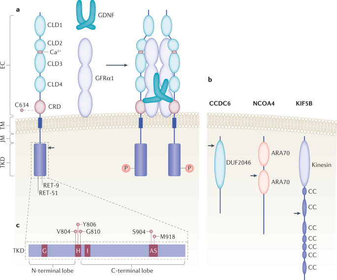 retatrutide thyroid cancer Glucagon-like peptide 1 receptor agonist use and risk of cancer: Scandinavian cohort study GLP-1RA and thyroid cancer: New