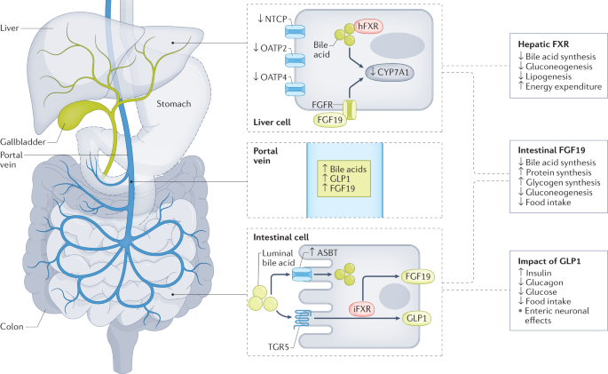 Glucose metabolism after bariatric surgery: implications for T2DM remission  and hypoglycaemia