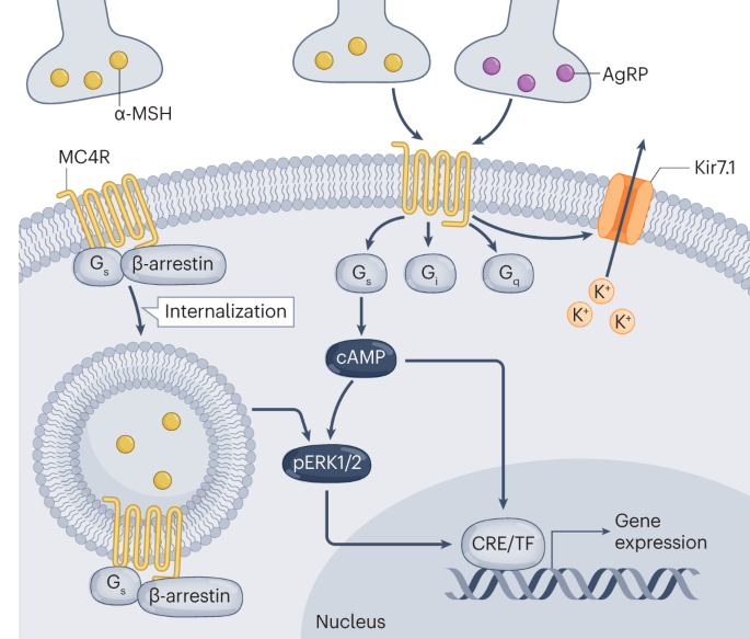 Targeting the central melanocortin system for the treatment of metabolic disorders | Nature Reviews Endocrinology Targeting the central melanocortin system for the treatment of metabolic disorders | Nature Reviews Endocrinology
