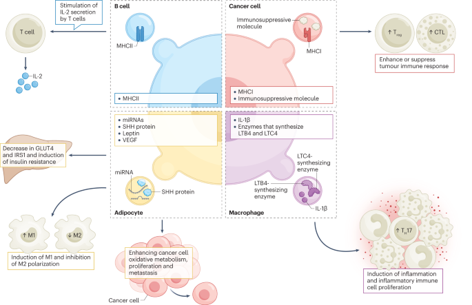 semaglutide immune system Emerging mechanisms of obesity-associated immune dysfunction