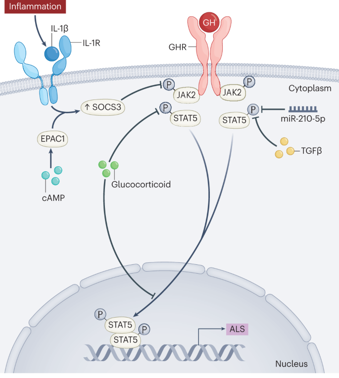 Endocrine and cellular physiology and pathology of the insulin-like growth  factor acid-labile subunit | Nature Reviews Endocrinology