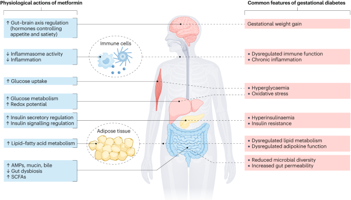 l-carnitine in gestational diabetes Metformin in gestational diabetes: physiological actions and clinical  applications