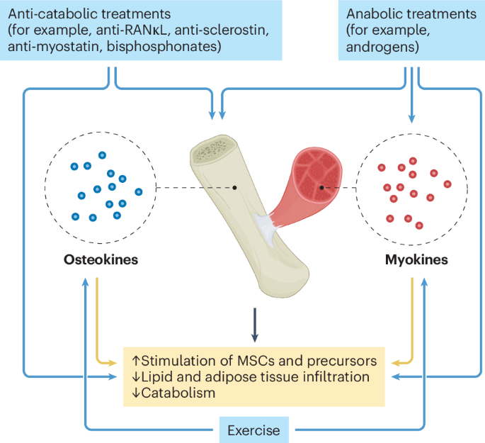 Bone and muscle crosstalk in ageing and disease