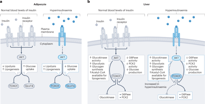 vitamin d and l carnitine Muscle Insulin Resistance: The Hidden Signaling Failure Behind Metabolic  Disease