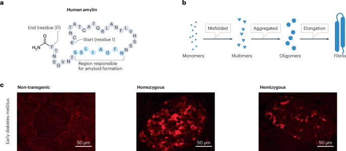 Amylin: emergent therapeutic opportunities in overweight, obesity and  diabetes mellitus | Nature Reviews Endocrinology