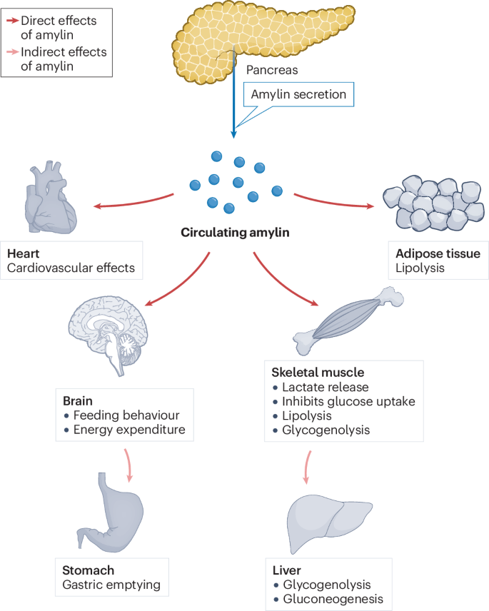 glp 1 amylin Amylin: emergent therapeutic opportunities in overweight, obesity and  diabetes mellitus