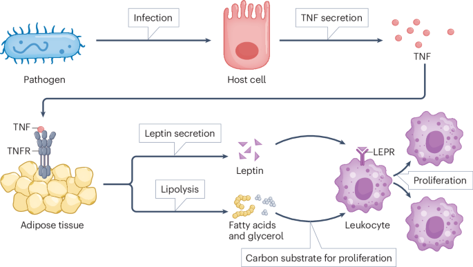 Leptin and melanocortin signalling in the response to infection ...