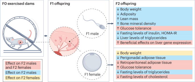 Parental exercise mediates fetal metabolic and cardiac programming ...