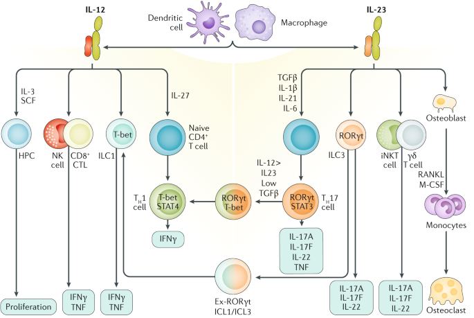 Il 12 Il 23 And Il 17 In Ibd Immunobiology And Therapeutic Targeting Nature Reviews Gastroenterology Hepatology