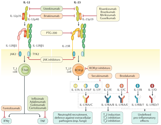 Il 12 Il 23 And Il 17 In Ibd Immunobiology And Therapeutic Targeting Nature Reviews Gastroenterology Hepatology