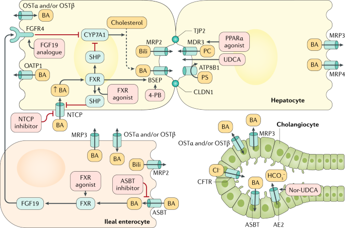 Neonatal Cholestasis Emerging Molecular Diagnostics And Potential Novel Therapeutics Nature Reviews Gastroenterology Hepatology Neonatal Cholestasis Emerging Molecular Diagnostics And Potential Novel Therapeutics Nature Reviews Gastroenterology Hepatology