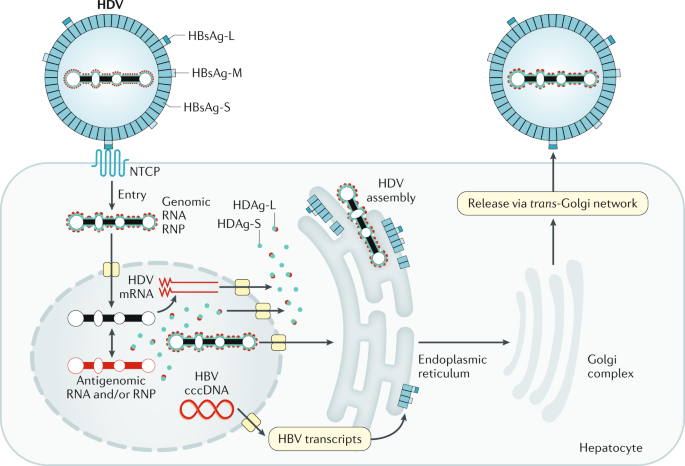 The Evolution And Clinical Impact Of Hepatitis B Virus Genome Diversity Nature Reviews Gastroenterology Hepatology The Evolution And Clinical Impact Of Hepatitis B Virus Genome Diversity Nature Reviews Gastroenterology Hepatology