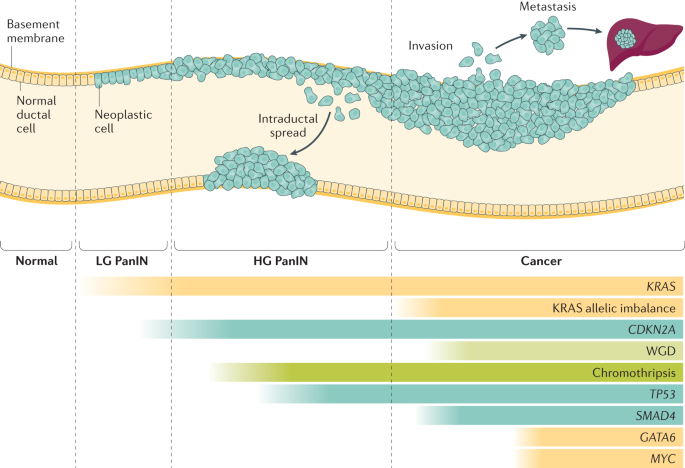 The pancreatic cancer genome revisited | Nature Reviews Gastroenterology & Hepatology