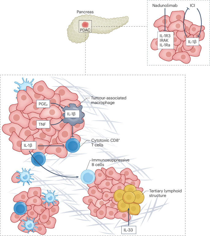 IL-1 family of cytokines in gastrointestinal and liver disorders | Nature Reviews Gastroenterology & Hepatology IL-1 family of cytokines in gastrointestinal and liver disorders | Nature Reviews Gastroenterology & Hepatology