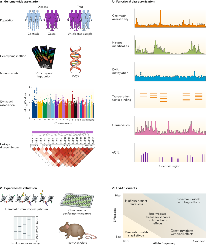 Benefits and limitations of genome-wide association studies | Nature  Reviews Genetics