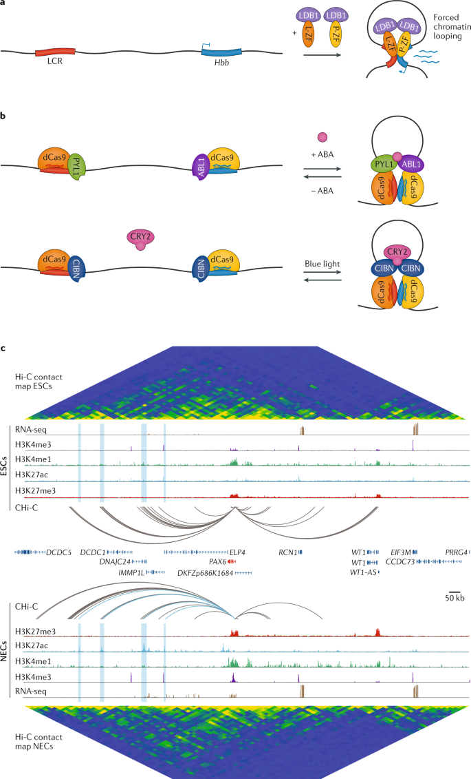 Long Range Enhancer Promoter Contacts In Gene Expression Control Nature Reviews Genetics