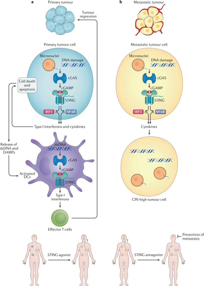 dna sensing by the cgas sting pathway