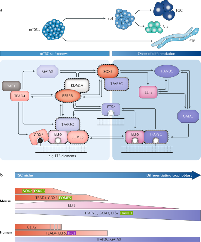 Relationships between homeoprotein EGAM1C and the expression of the  placental prolactin gene family in mouse placentae and trophoblast stem  cells in: Reproduction Volume 141 Issue 2 (2011)