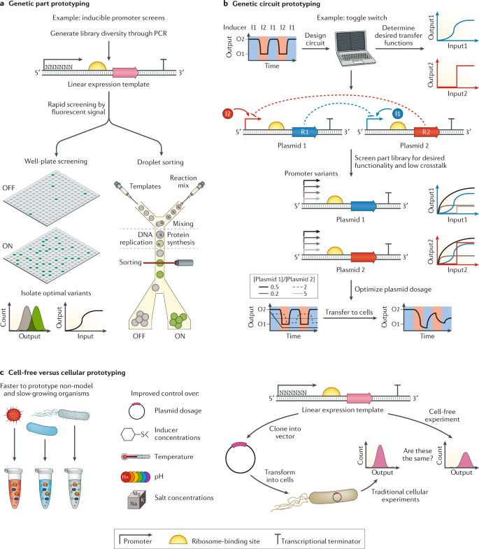 In the rna and protein synthesis gizmo ™, you will use both dna and rna t.....