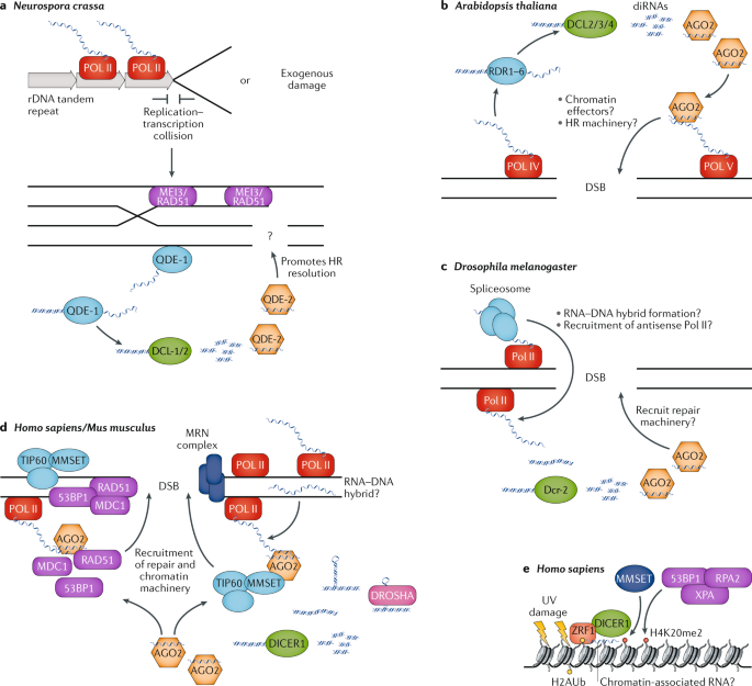 Conserved Chromosomal Functions Of Rna Interference | Nature Reviews  Genetics Conserved Chromosomal Functions Of Rna Interference | Nature Reviews  Genetics