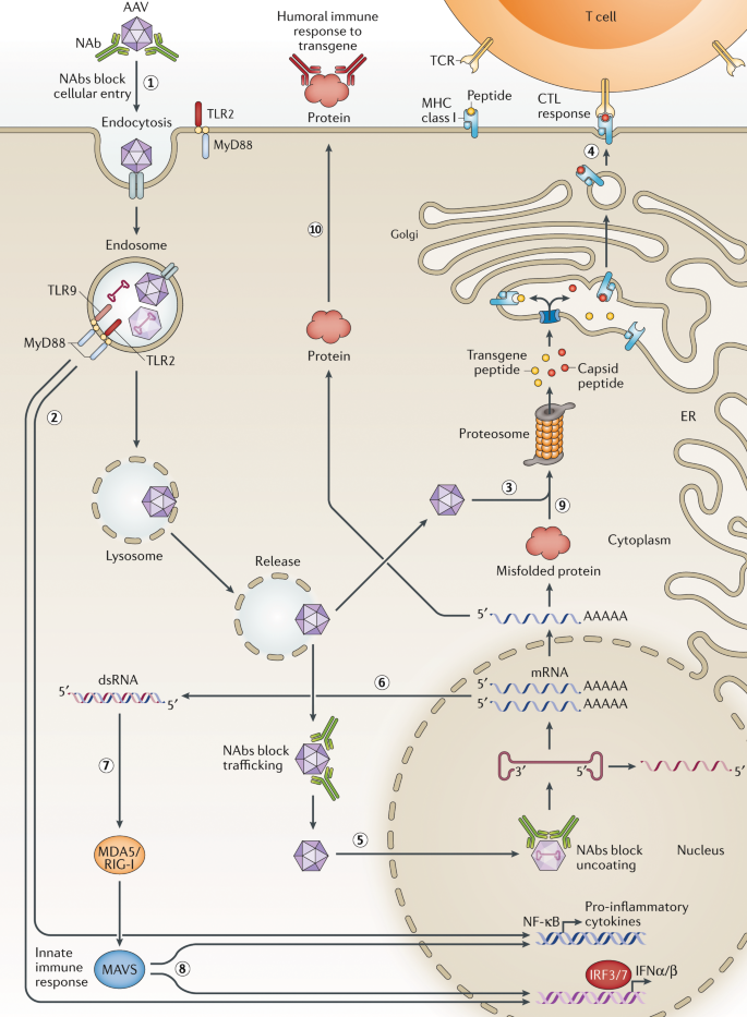 Distinct features of AV, AAV and LV vectors. AdV, AAV and LV vectors