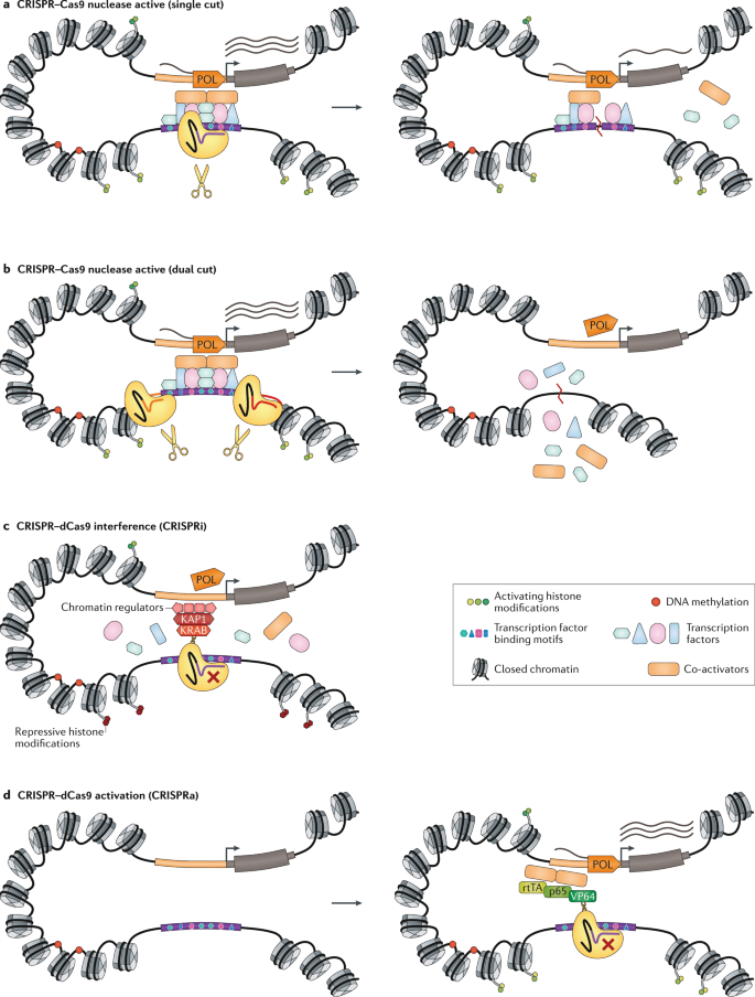 Towards A Comprehensive Catalogue Of Validated And Target Linked Human Enhancers Nature Reviews Genetics Towards A Comprehensive Catalogue Of Validated And Target Linked Human Enhancers Nature Reviews Genetics