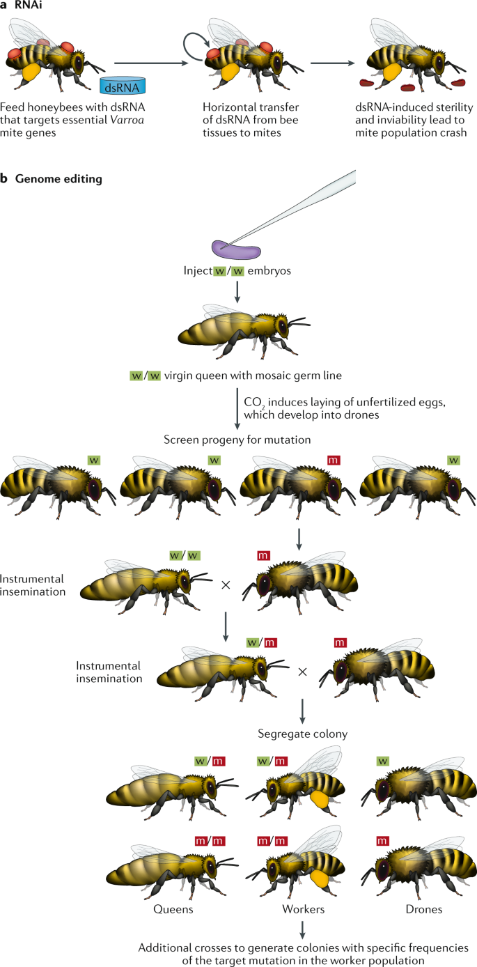 Improving bee health through genomics | Nature Reviews Genetics