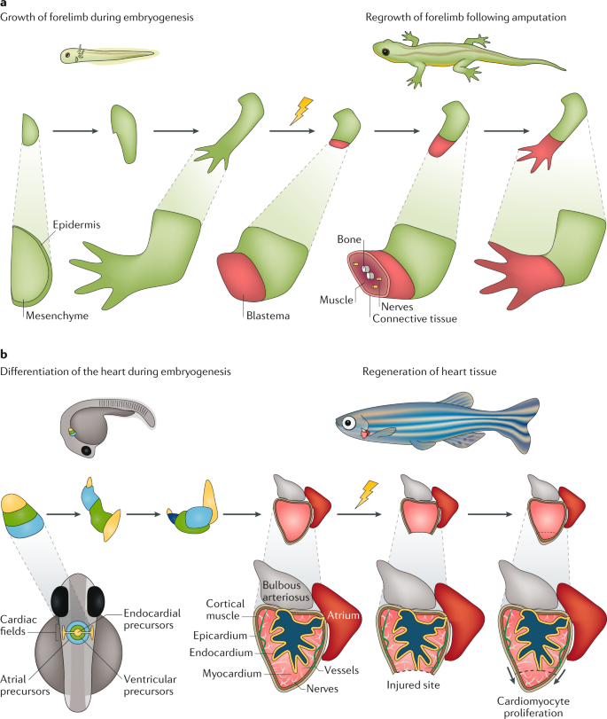 Gene Regulatory Programmes Of Tissue Regeneration Nature Reviews Genetics