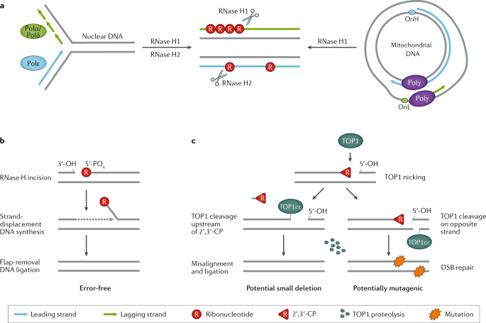 Rna A Double Edged Sword In Genome Maintenance Nature Reviews Genetics Rna A Double Edged Sword In Genome Maintenance Nature Reviews Genetics