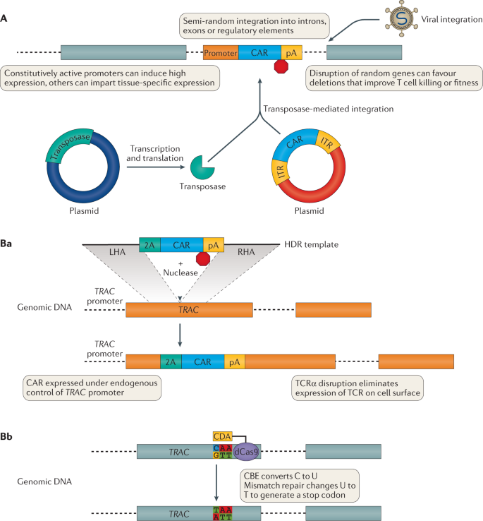 Genetic Engineering Of T Cells For Immunotherapy Nature Reviews Genetics