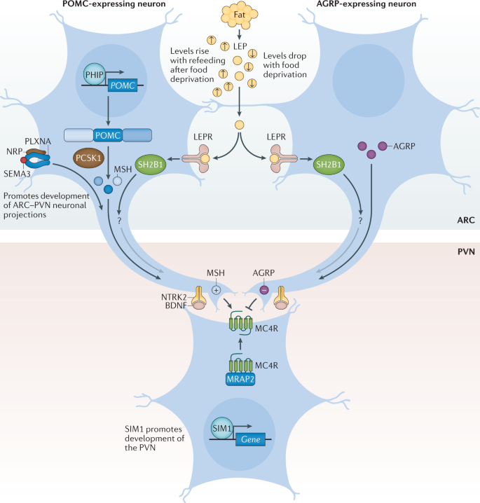 obesity epidemic research papers figure 4