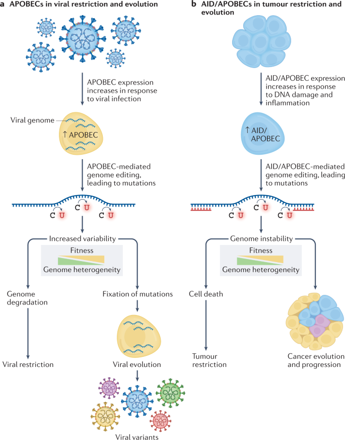 Functions and consequences of AID/APOBEC-mediated DNA and RNA 