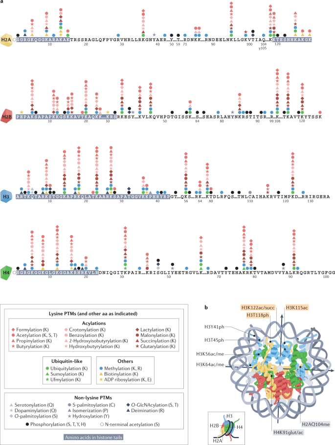 Histone Post Translational Modifications Cause And Consequence Of Genome Function Nature Reviews Genetics Histone Post Translational Modifications Cause And Consequence Of Genome Function Nature Reviews Genetics