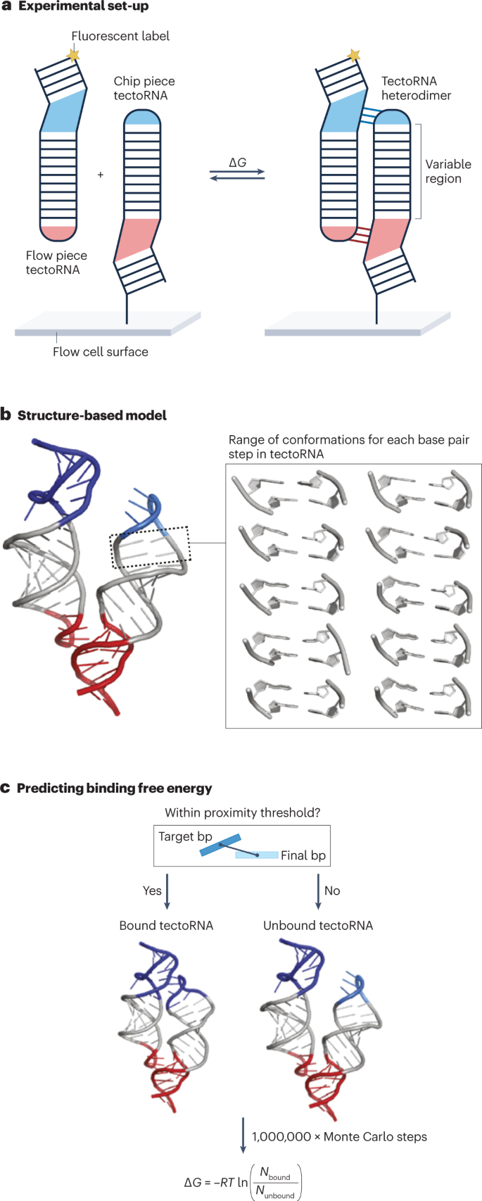 High-throughput biochemistry in RNA sequence space: predicting structure  and function | Nature Reviews Genetics