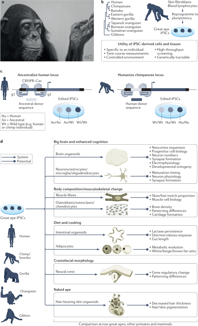 Peer to Peer and Human Evolution