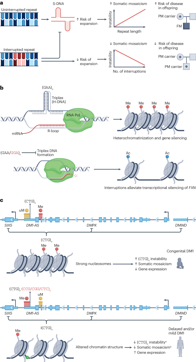 Sequence composition changes in short tandem repeats: heterogeneity,  detection, mechanisms and clinical implications | Nature Reviews Genetics