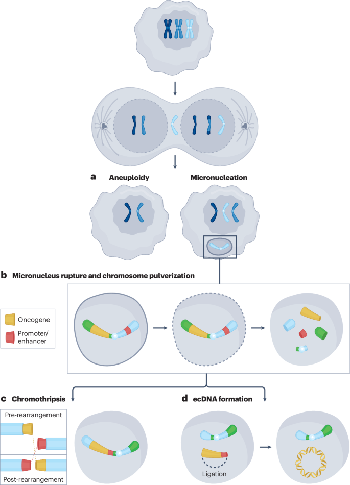 Chromosomal instability as a driver of cancer progression | Nature
