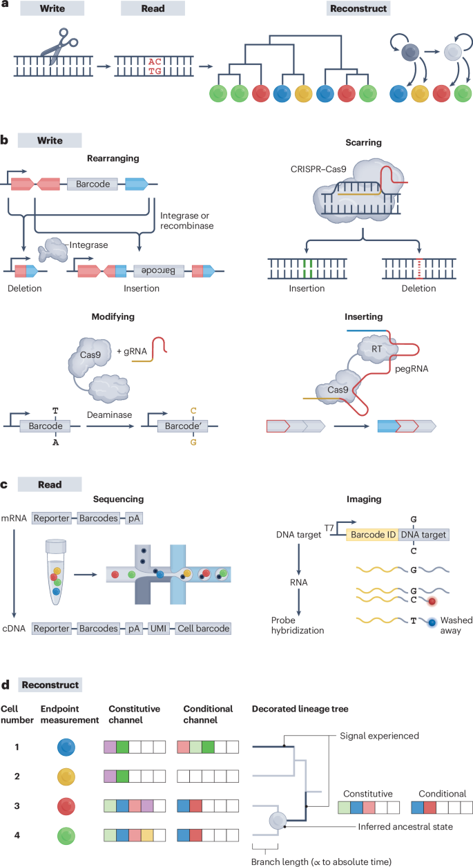 dna research figure 2