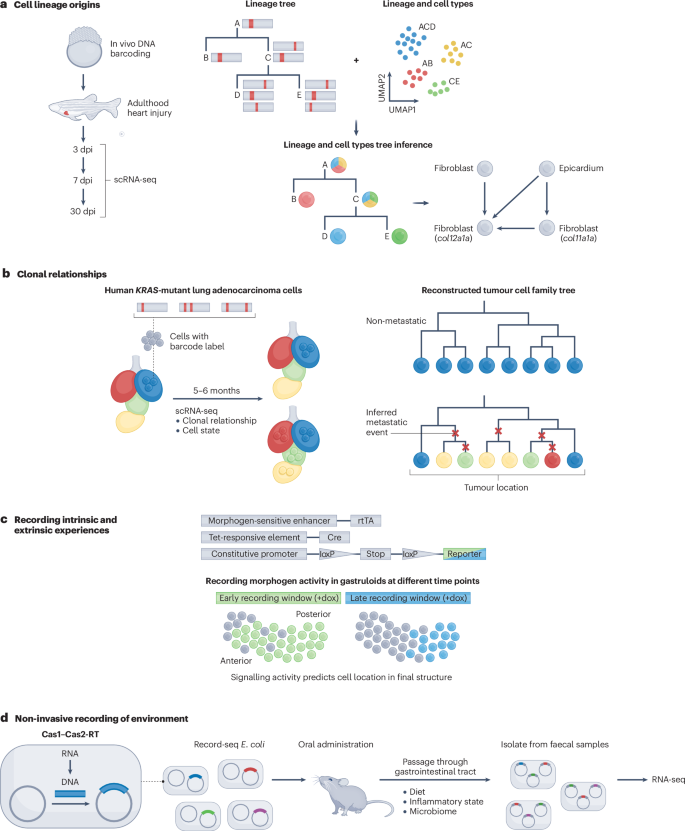 dna research figure 3