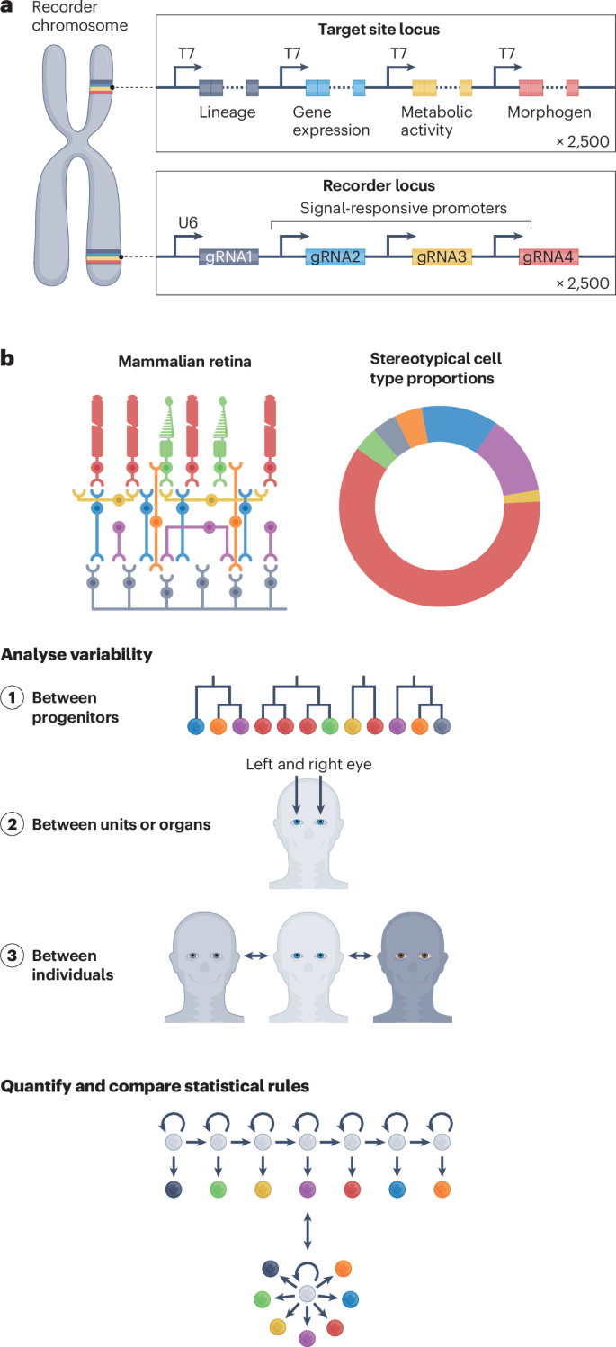 dna research figure 4